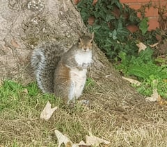 What a shock as squirrel blamed for power cut