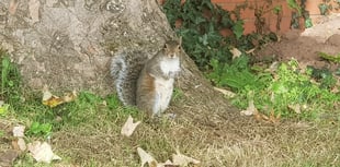 What a shock as squirrel blamed for power cut