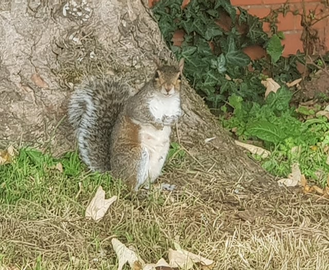 What a shock as squirrel blamed for power cut