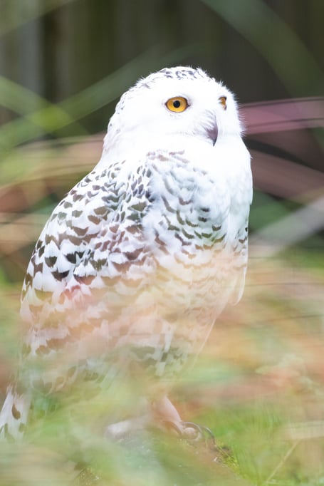 One of the owl inhabitants of Birdworld.