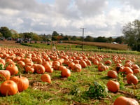 Rogate Pumpkin Patch squashes so much fun onto the farm