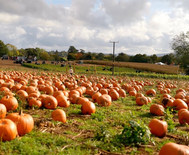 Rogate Pumpkin Patch squashes so much fun onto the farm