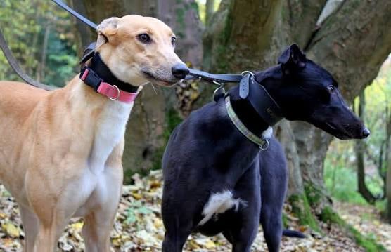 Greyhound charity to close Rake branch in 50th year