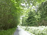 Haslemere cyclist dies after suspected hit-and-run
