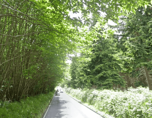 Haslemere cyclist dies after suspected hit-and-run