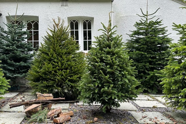 Charity's early Christmas gift from Rake Garden Centre