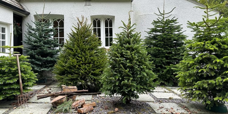 Rake Garden Centre Christmas Rosemary Foundation