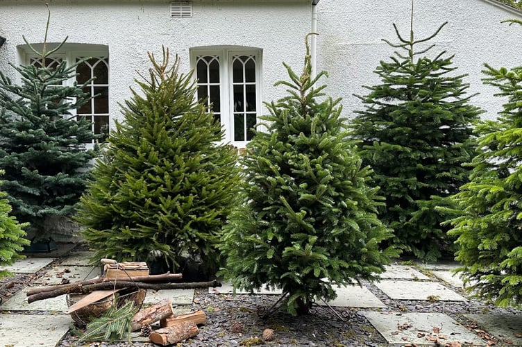 Rake Garden Centre Christmas Rosemary Foundation