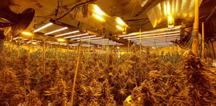 UPDATED: Dawn raid on 'significant' cannabis farm in Four Marks