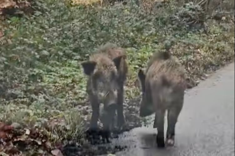 Wild Boars Stoner Hill