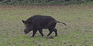 Boar spotted near East Meon as sightings continue in Petersfield area