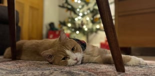 Vet warning after cat swallows ribbon from Christmas tree