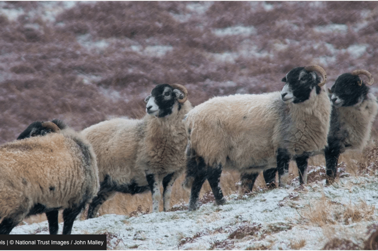 Sheep grazing — though the website insists they’re red squirrels.