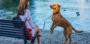 WATCH: How Jarvis the dog alerts woman before she faints