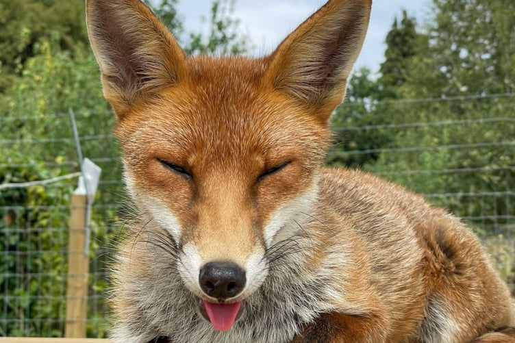 Poppy the fox. // A council are forcing a fox sanctuary owner to remove two injured foxes from receiving temporary care in his home - because of a neighbour complaint. Steve Mason, 68, is fearful that the animals could take a turn for the worse if they are not allowed to continue to be nursed back to health for a short while in his house. Steve, who runs Second Chance Fox Sanctuary, has been informed by Test Valley Borough Council that they have issued a notice ahead of issuing a Community Protection Notice, following a complaint from a neighbour about their noise and odour. The notice would mean that Steve is no longer able to keep the foxes at his property - or even provide food for foxes who live behind his property.