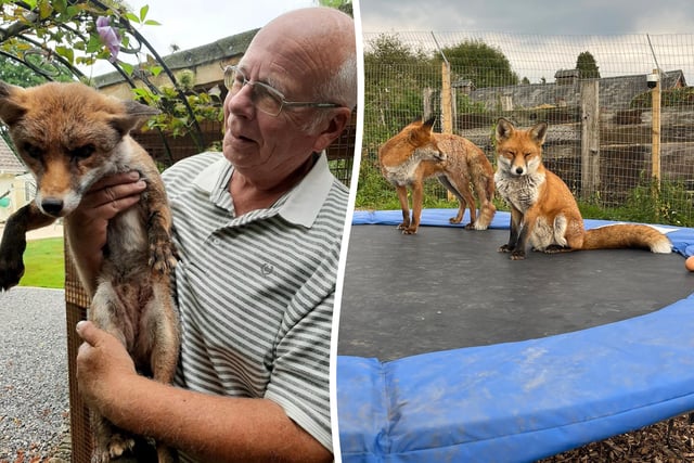 WATCH: Council orders Hampshire man to remove foxes from his home