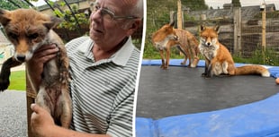 WATCH: Council orders Hampshire man to remove foxes from his home