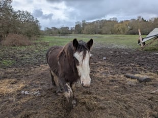 Owner of horses on saturated Elstead field hits back at critics