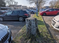 Campaigner considers sit-down protest to save trees