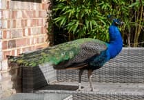 Mystery peacock Pete makes himself at home on Surrey street