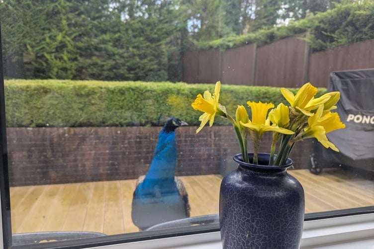 Collect picture of Pete the Peacock who has made its self at home on a street in Guildford, Surrey, 30th March 2026 // Villagers have been left baffled after a mysterious peacock moved into their gardens- and started pecking on their doors for food. A suburb of Guildford in Surrey started being visited by a peacock in October last year, and they decided to give him some food and name him Pete. Six months later, the colourful bird has become a local celebrity, living in the gardens of the homes on Beechcroft Drive and tapping on peopleâs back doors for food. Jim Andy, 79, says he was the one to discover and name Pete, after giving him some old ice cream wafers.