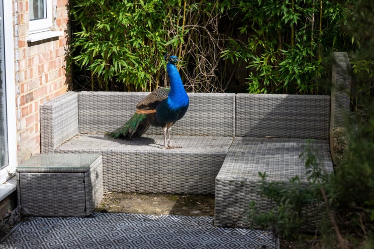 Pete the Peacock who has made its self at home on a street in Guildford, Surrey, 30th March 2026 // A mysterious peacock has become a neighbourhood pet for this village, as locals say they have no idea where he came from. A suburb of Guildford in Surrey started being visited by a peacock in October last year, and they decided to give him some food and name him Pete. Six months later, the colourful bird has become a local celebrity, living in the gardens of the homes on Beechcroft Drive and tapping on peopleâs back doors for food. Jim Andy, 79, says he was the one to discover and name Pete, after giving him some old ice cream wafers.