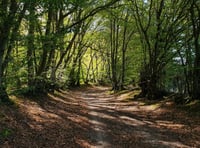 Masked man attempted to rob boy of watch in Bordon woodland