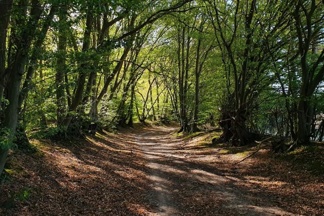 Masked man attempted to rob boy of watch in Bordon woodland