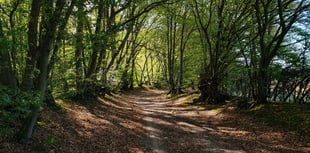 Masked man attempted to rob boy of watch in Bordon woodland