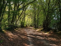 Masked man attempted to rob boy of watch in Bordon woodland