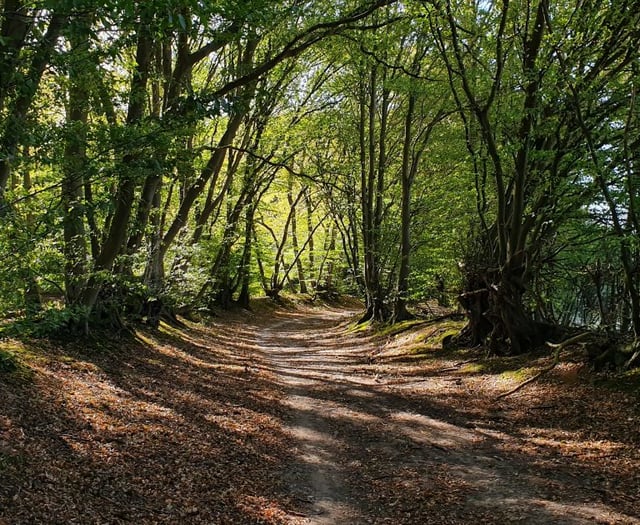 Masked man attempted to rob boy of watch in Bordon woodland