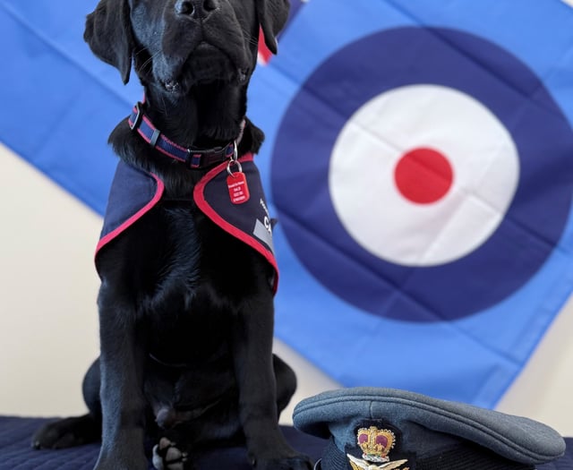 Puppy plea to help raise assistance dogs