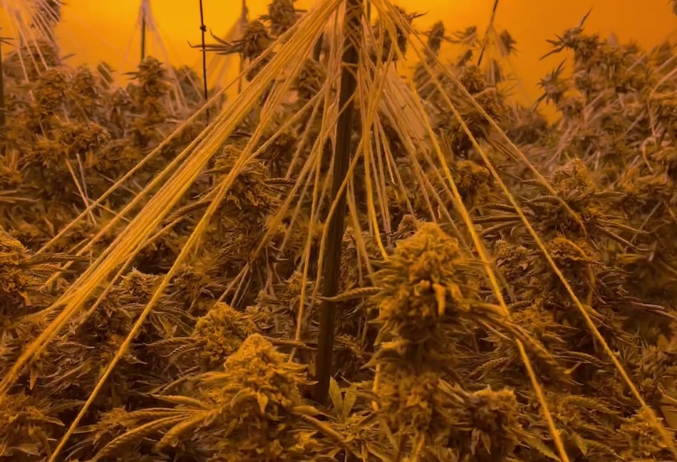 Cannabis farms raided as police crackdown on organised crime