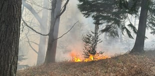 WATCH: Firefighters tackle woodland blaze between Churt and Headley