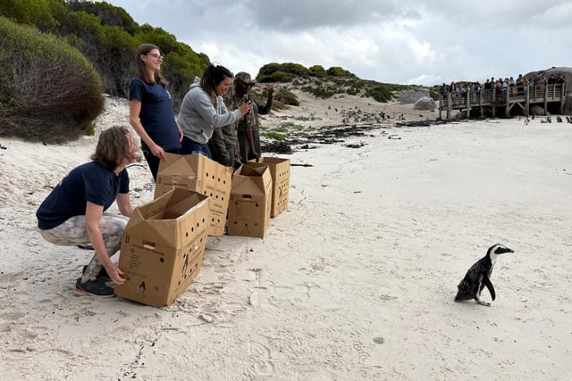 Birdworld joins South African penguin mission