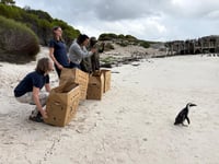 Birdworld joins South African penguin mission