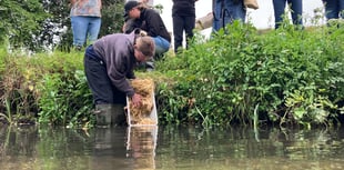 Water voles back in the Wey at Farnham in historic release