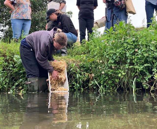Water voles back in the Wey at Farnham in historic release