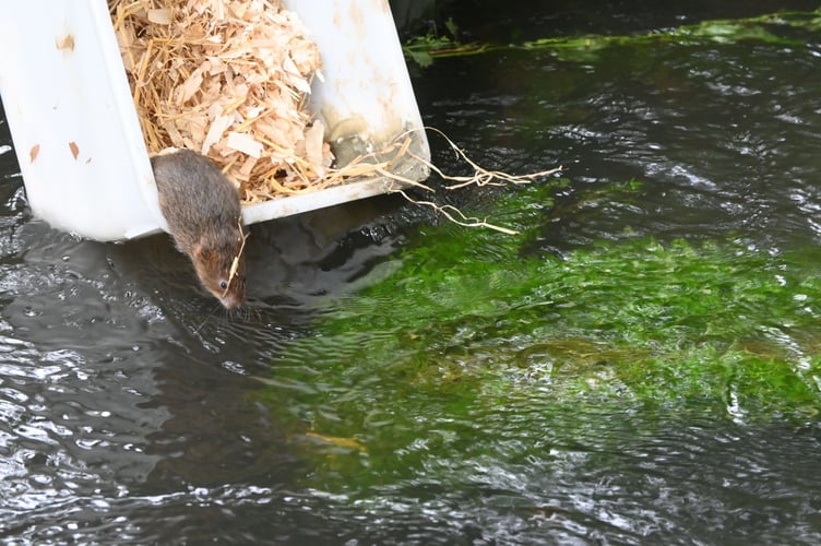 Water Vole Farnham
