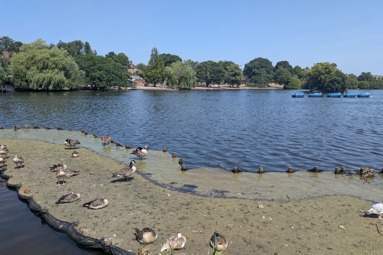 Petersfield Heath Pond