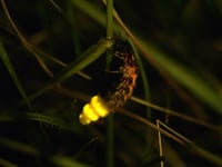 Glow for it! Rare beetles released in South Downs National Park