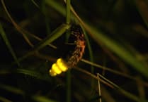 Glow for it! Rare beetles released in South Downs National Park