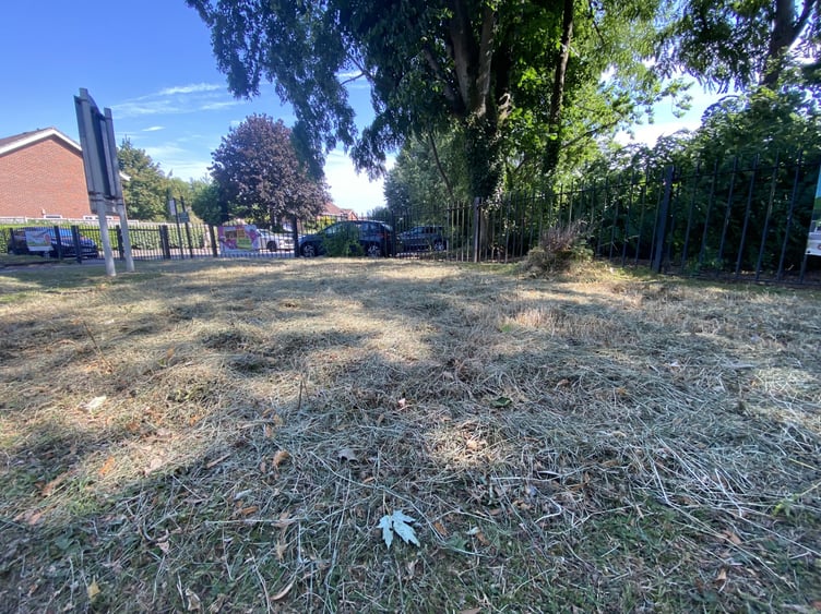 Herne Junior Mini Forest Petersfield cut down