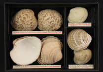 Peeps into the Past: Haslemere Museum has a shell of a story to tell