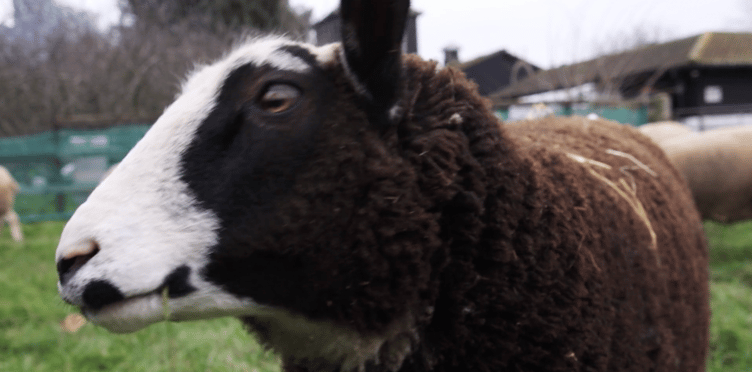 A sheep named Cow, August 2026.