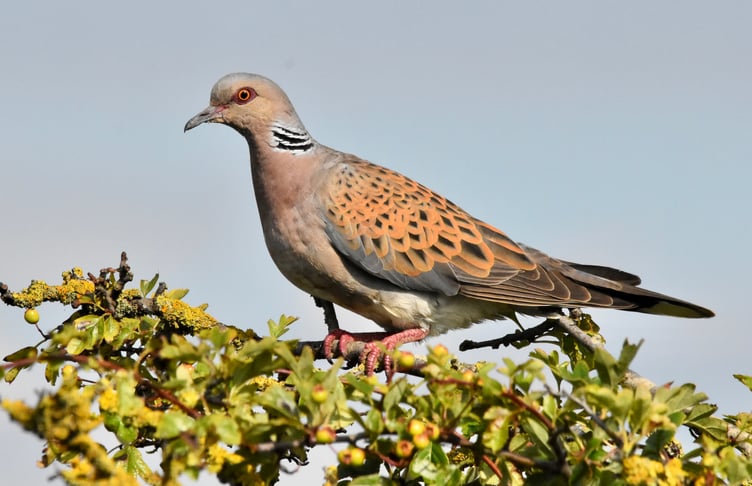 Turtle Dove at RSPB Snettisham Norfolk
