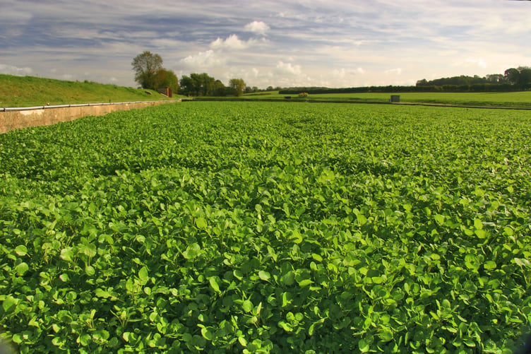 Drayton watercress farm near Alresford.